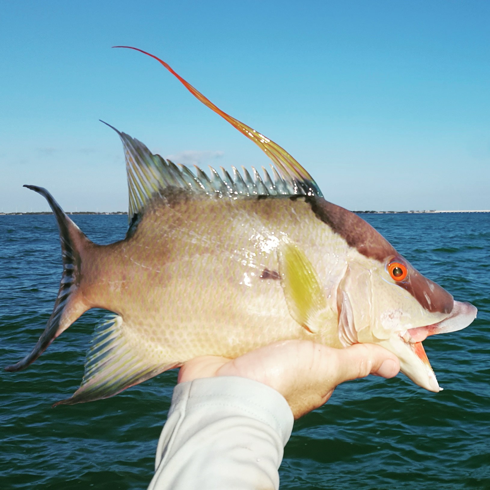 122017hog Key Largo Fishing Report